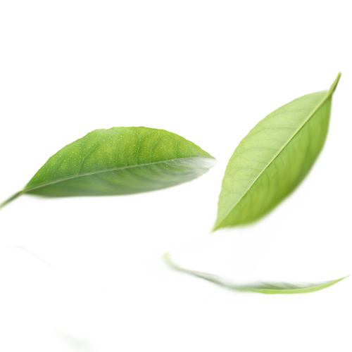 leaf1.png