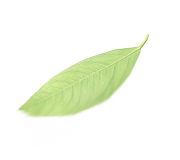 Leaf 1
