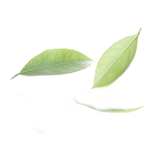 Leaf 1